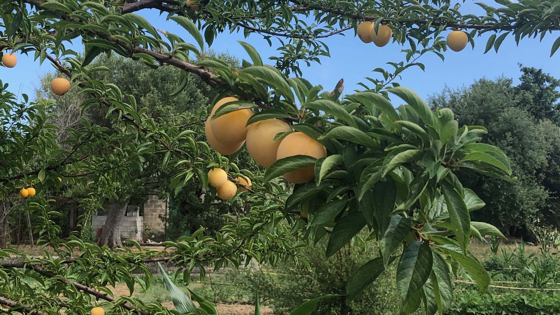 4-star hotel in Palinuro, a land of ancient flavours 4-star hotel in Palinuro, a land of ancient flavours