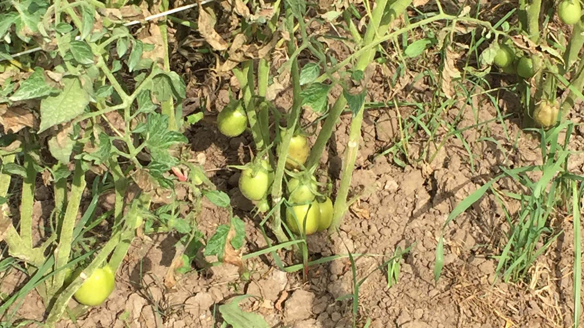 4-star hotel in Palinuro, a land of ancient flavours 4-star hotel in Palinuro, a land of ancient flavours